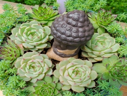 花卉苗木产