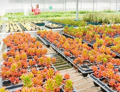 种植展示